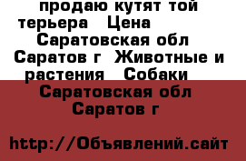 продаю кутят той терьера › Цена ­ 10 000 - Саратовская обл., Саратов г. Животные и растения » Собаки   . Саратовская обл.,Саратов г.